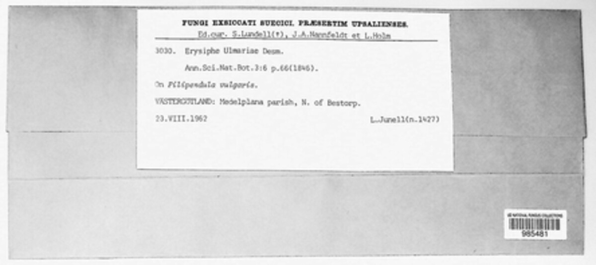 Erysiphe ulmariae image